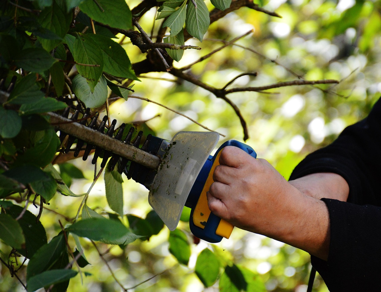 bush, to cut, gardening, gardener, section, branches, nature, garden, work, hedge trimmer