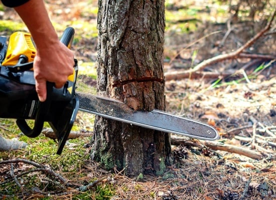 ootravaux jardin prix abattage arbre 1000x667